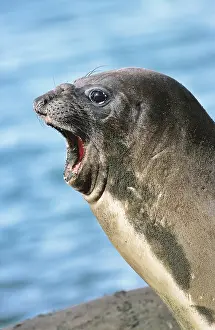 Leonina: Southern Elephant Seal female (cow) (Mirounga