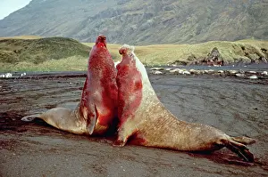 Hierarchy: Southern Elephant Seal - fighting fighting showing