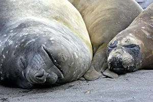 Hannah: Southern Elephant Seal - Hannah Point - Livingston