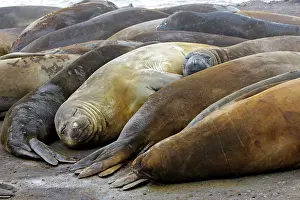 Hannah: Southern Elephant Seal - Hannah Point - Livingston