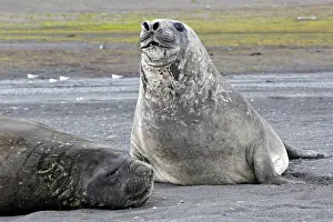 Hannah: Southern Elephant Seal - Hannah Point - Livingston