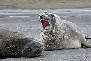 Hannah: Southern Elephant Seal - Hannah Point - Livingston