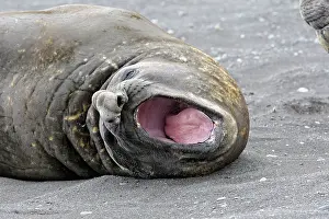 Hannah: Southern Elephant Seal - Hannah Point - Livingston