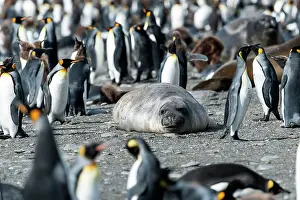 Renato Granieri: Southern Elephant Seal amongst King Penguin colony
