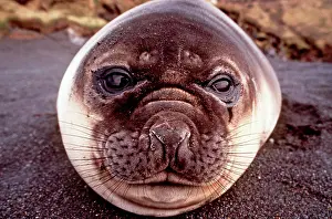Crozet: Southern Elephant Seal - lying on beach - close-up of face
