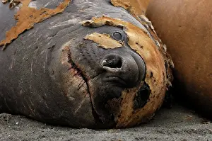 Shedding: Southern Elephant Seal - Male