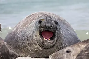 Falklands: Southern Elephant Seal - Male - Gaping - Falkland
