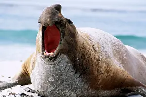 Seals: Southern Elephant SEAL - male, mouth open