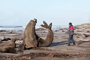 Intimidation: Southern Elephant Seal - male in posture of intimidation