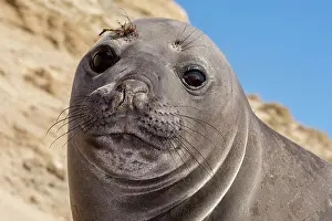 Augustin Esmoris: Southern Elephant Seal (Mirounga leonina)