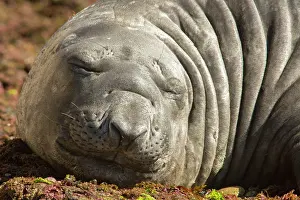 Augustin Esmoris: Southern Elephant Seal (Mirounga leonina)