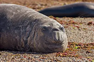 Augustin Esmoris: Southern Elephant Seal (Mirounga leonina)