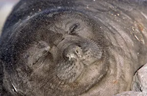 Blubber: Southern Elephant Seal (Mirounga Leonina)