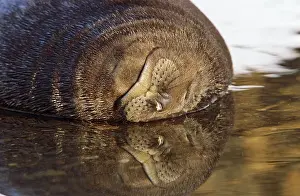 Blubber: Southern Elephant Seal (Mirounga Leonina)