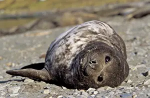 Blubber: Southern Elephant Seal (Mirounga Leonina)
