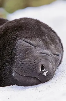 Blubber: Southern Elephant Seal (Mirounga Leonina)