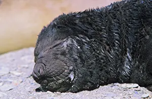 Leonina: Southern Elephant Seal (Mirounga Leonina)