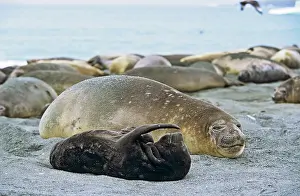 Leonina: Southern Elephant Seal (Mirounga Leonina)