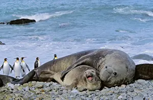 Leonina: Southern Elephant Seal (Mirounga Leonina)