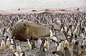 Leonina: Southern Elephant Seal (Mirounga Leonina)