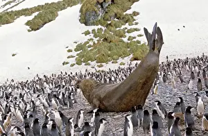 Leonina: Southern Elephant Seal (Mirounga Leonina)