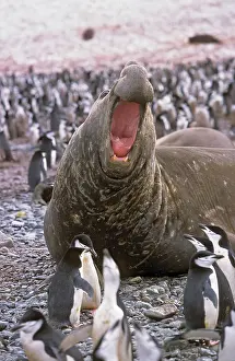 Leonina: Southern Elephant Seal (Mirounga Leonina)