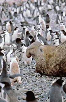 Leonina: Southern Elephant Seal (Mirounga Leonina)