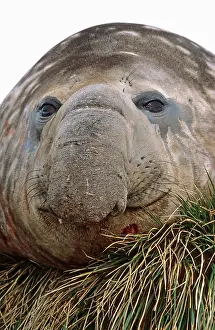 Leonina: Southern Elephant Seal (Mirounga Leonina)