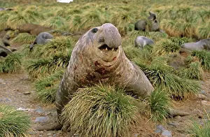 Leonina: Southern Elephant Seal (Mirounga Leonina)