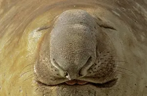 Leonina: Southern Elephant Seal (Mirounga Leonina)