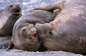 Leonina: Southern Elephant Seal (Mirounga Leonina)
