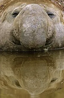 Leonina: Southern Elephant Seal (Mirounga Leonina)