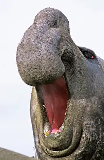 Leonina: Southern Elephant Seal (Mirounga Leonina)