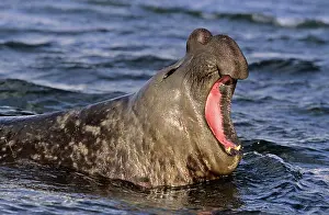 Leonina: Southern Elephant Seal (Mirounga Leonina)