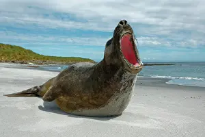 Leonina: Southern elephant seal (Mirounga leonina), Sea Lion