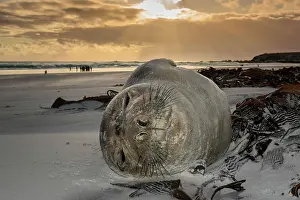 Leonina: Southern elephant seal (Mirounga leonina), youngster