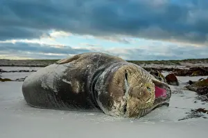 Leonina: Southern elephant seal (Mirounga leonina), youngster