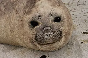 Leonina: Southern Elephant Seal (Mirounga leonina)