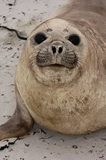 Leonina: Southern Elephant Seal (Mirounga leonina)