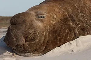 Proboscis: Southern Elephant Seal (Mirounga leonina)