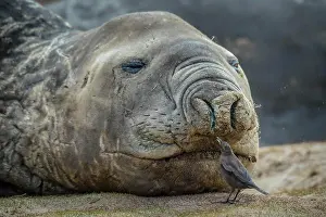 Leonina: Southern elephant seal (Mirounga leonina) and Blackish