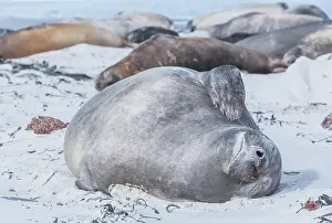 Leonina: Southern Elephant Seal (Mirounga leonina) calf relaxing