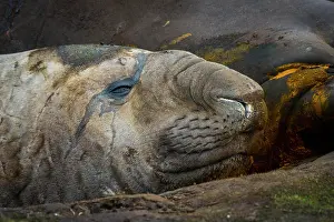 Leonina: Southern elephant seal (Mirounga leonina), Carcass