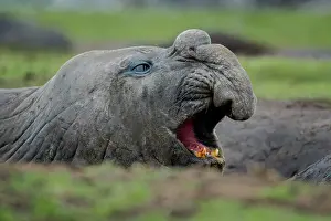Leonina: Southern elephant seal (Mirounga leonina), Carcass