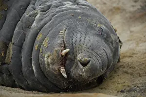 Leonina: Southern elephant seal (Mirounga leonina), Carcass