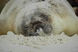 Leonina: Southern elephant seal (Mirounga leonina), Carcass