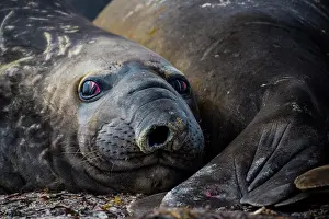 Leonina: Southern elephant seal (Mirounga leonina), Carcass