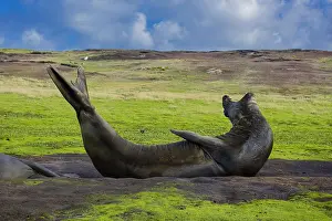 Leonina: Southern elephant seal (Mirounga leonina), Carcass