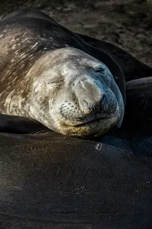 Leonina: Southern elephant seal (Mirounga leonina), Carcass