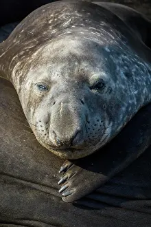 Leonina: Southern elephant seal (Mirounga leonina), Carcass